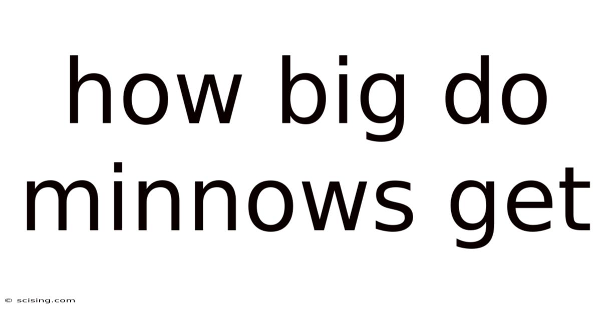 How Big Do Minnows Get