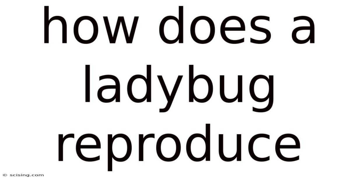 How Does A Ladybug Reproduce