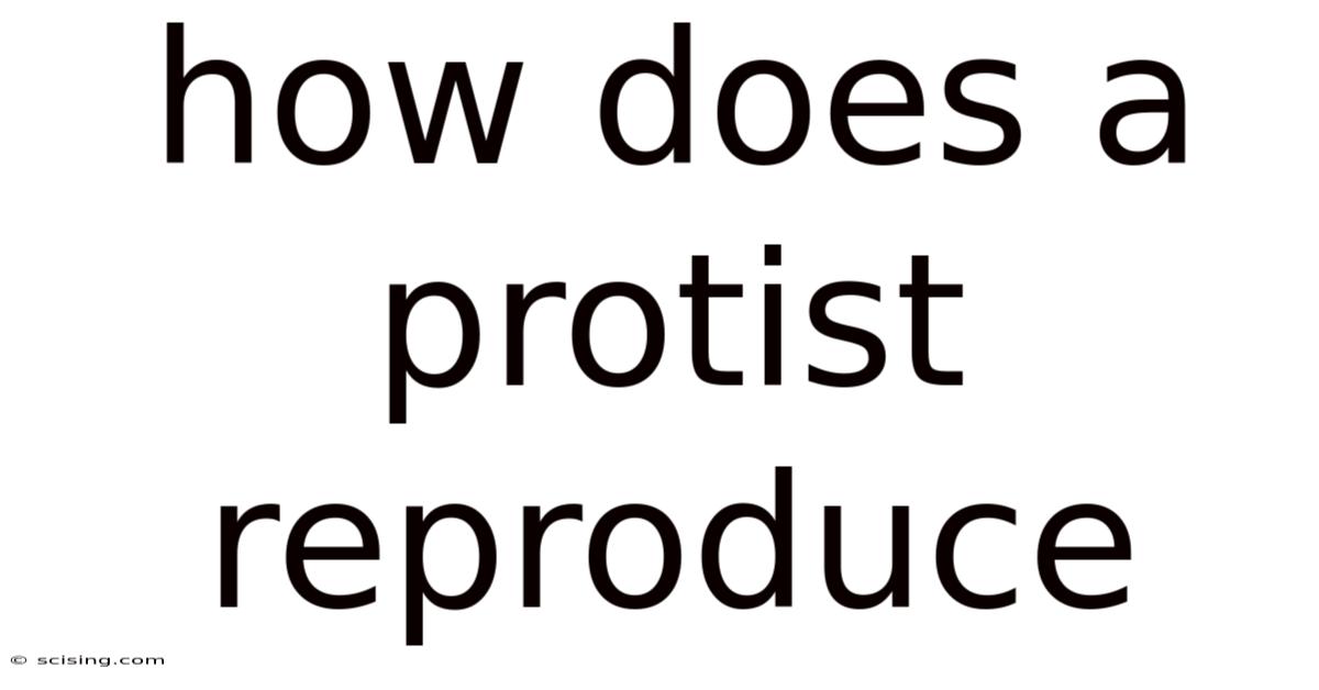 How Does A Protist Reproduce