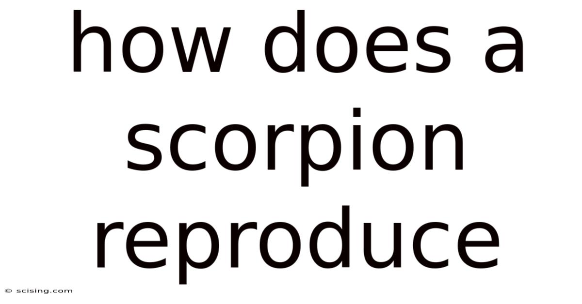 How Does A Scorpion Reproduce