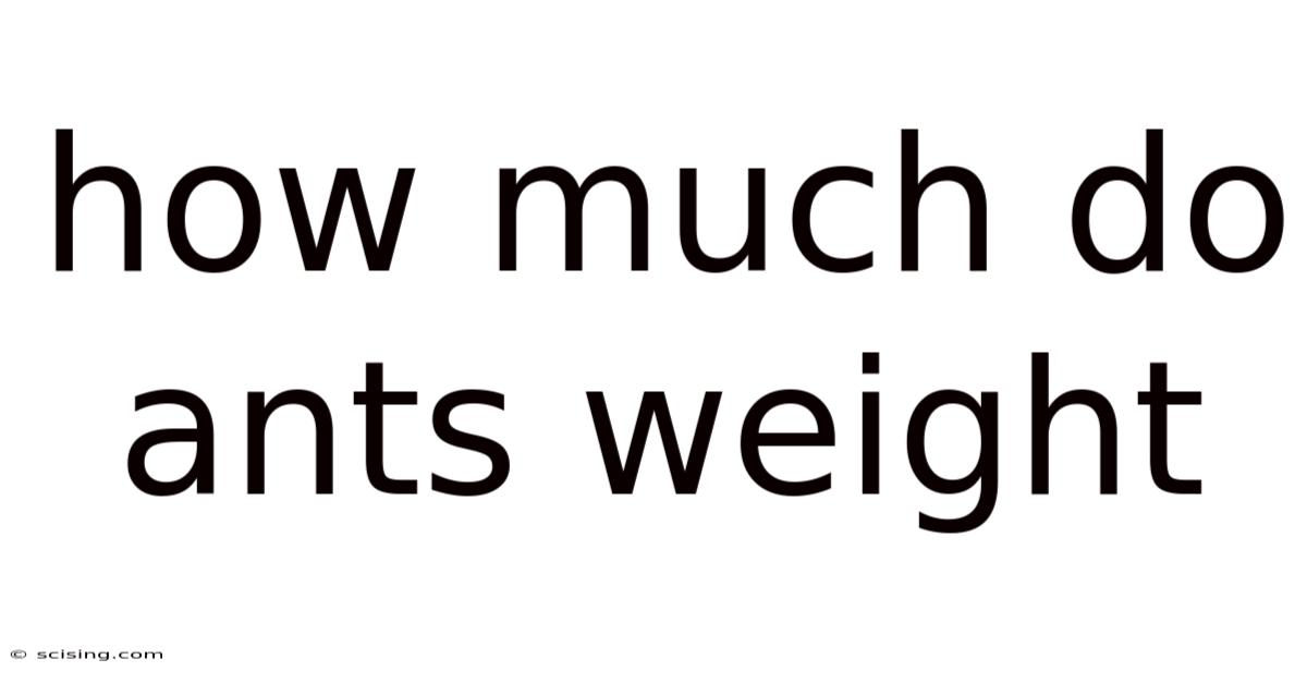 How Much Do Ants Weight