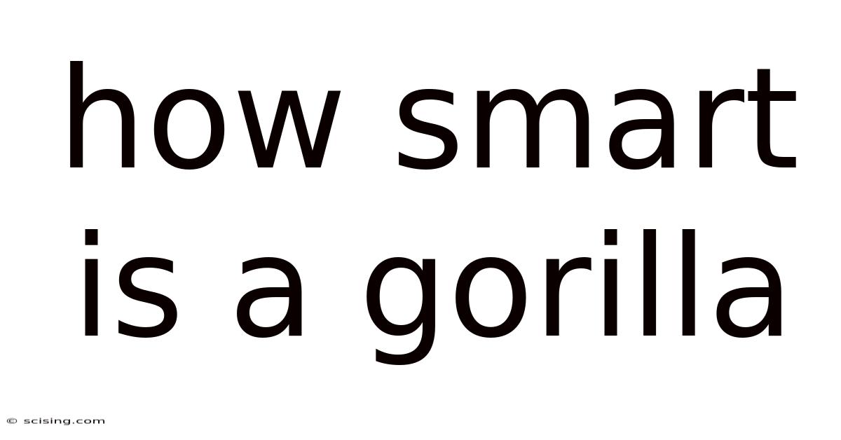 How Smart Is A Gorilla