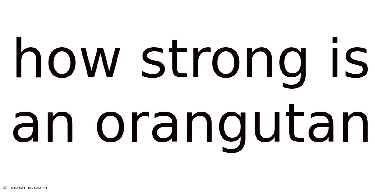 How Strong Is An Orangutan