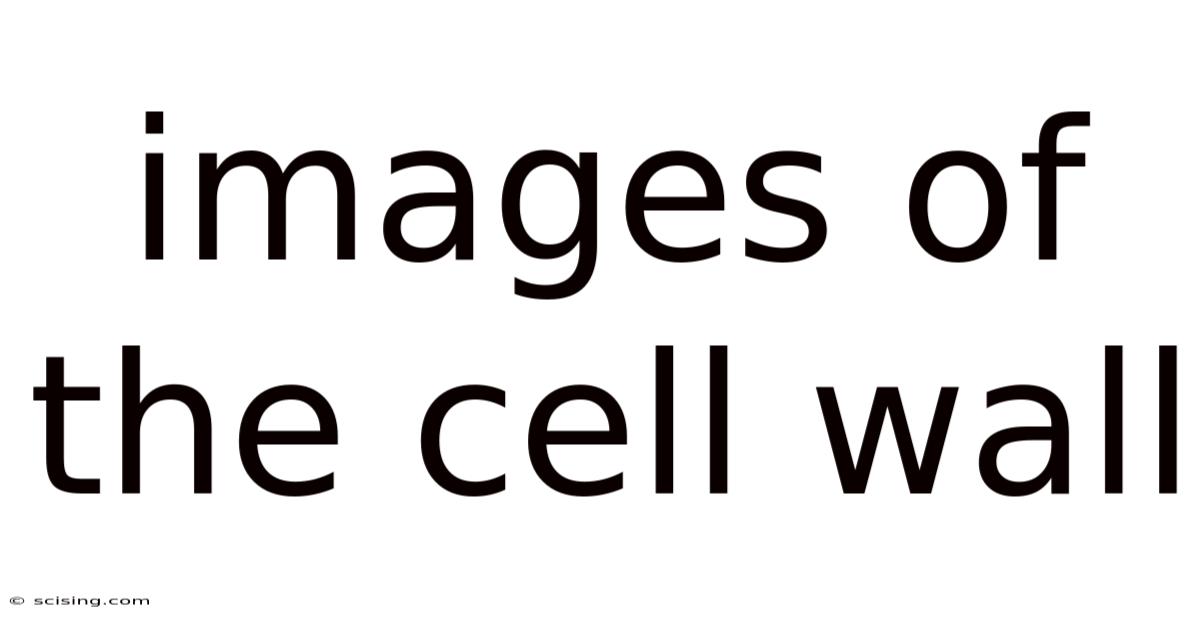 Images Of The Cell Wall