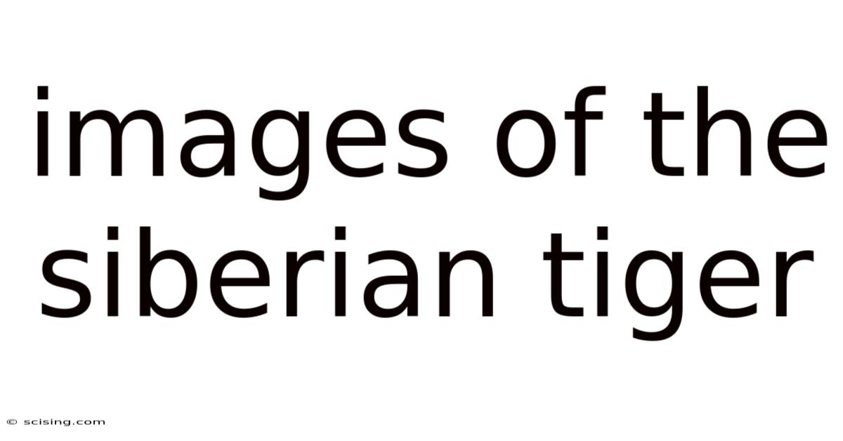Images Of The Siberian Tiger