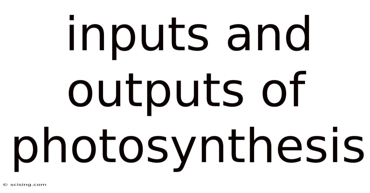 Inputs And Outputs Of Photosynthesis