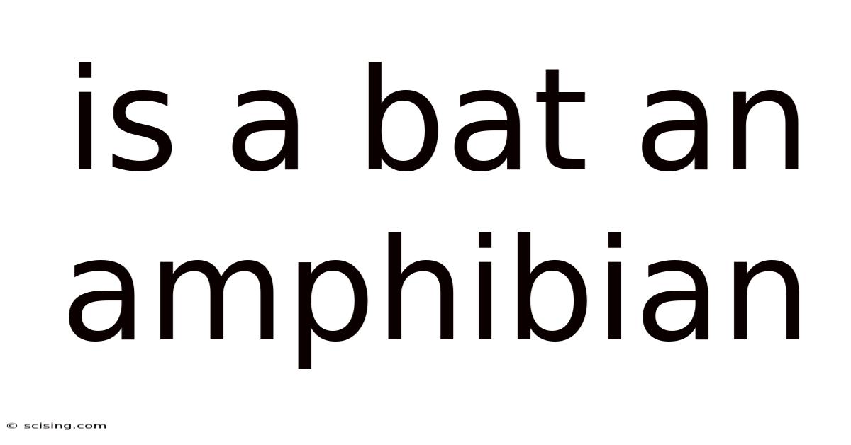 Is A Bat An Amphibian