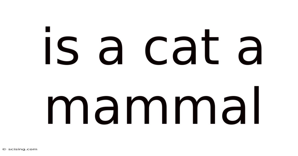 Is A Cat A Mammal