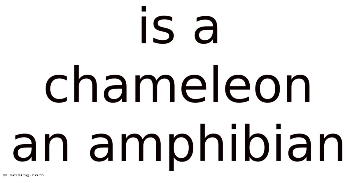 Is A Chameleon An Amphibian