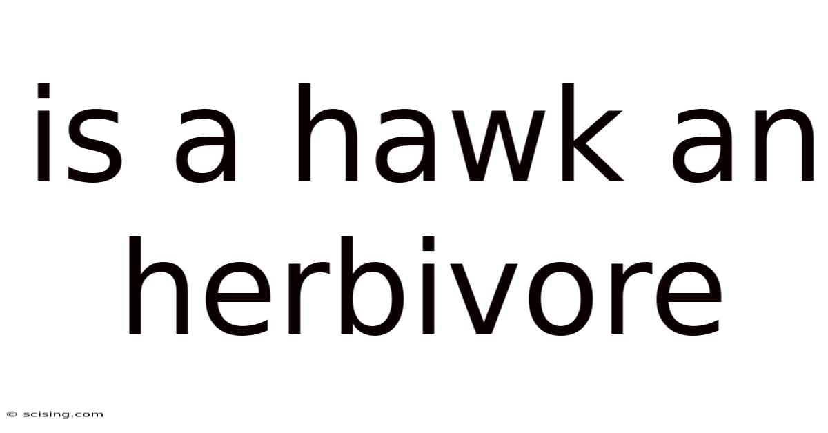 Is A Hawk An Herbivore