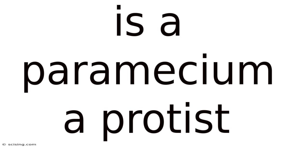 Is A Paramecium A Protist
