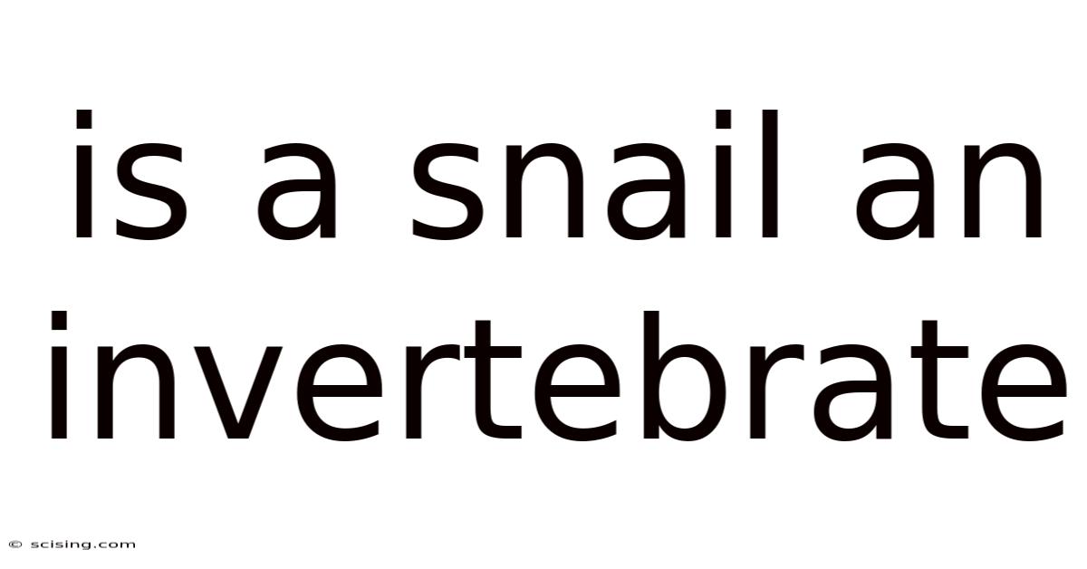 Is A Snail An Invertebrate