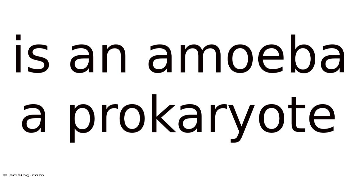 Is An Amoeba A Prokaryote