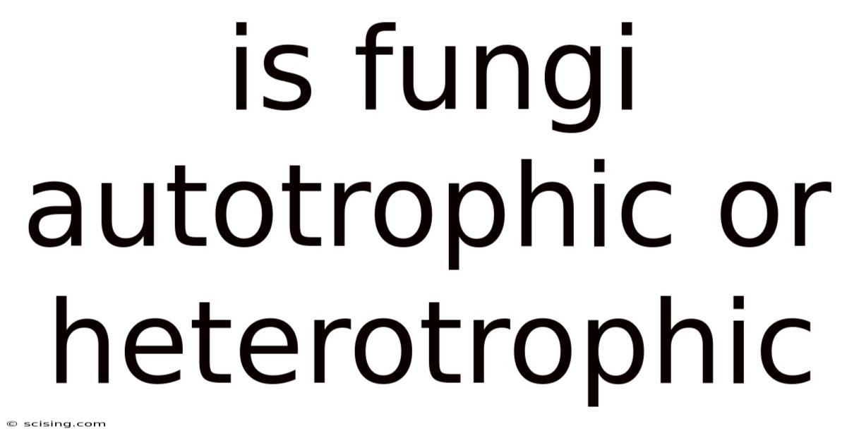 Is Fungi Autotrophic Or Heterotrophic