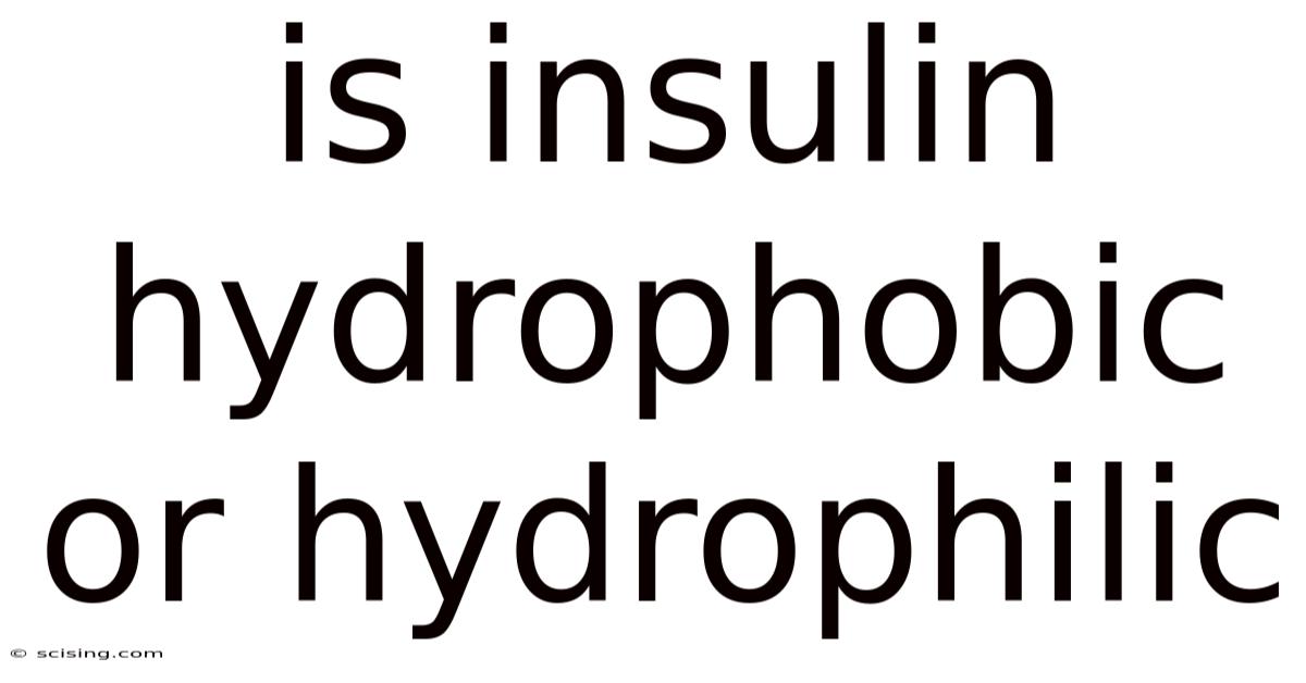 Is Insulin Hydrophobic Or Hydrophilic