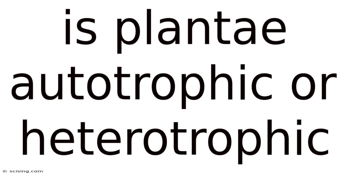 Is Plantae Autotrophic Or Heterotrophic