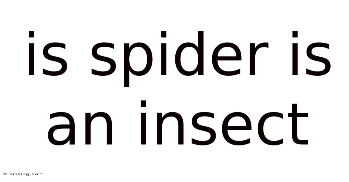 Is Spider Is An Insect