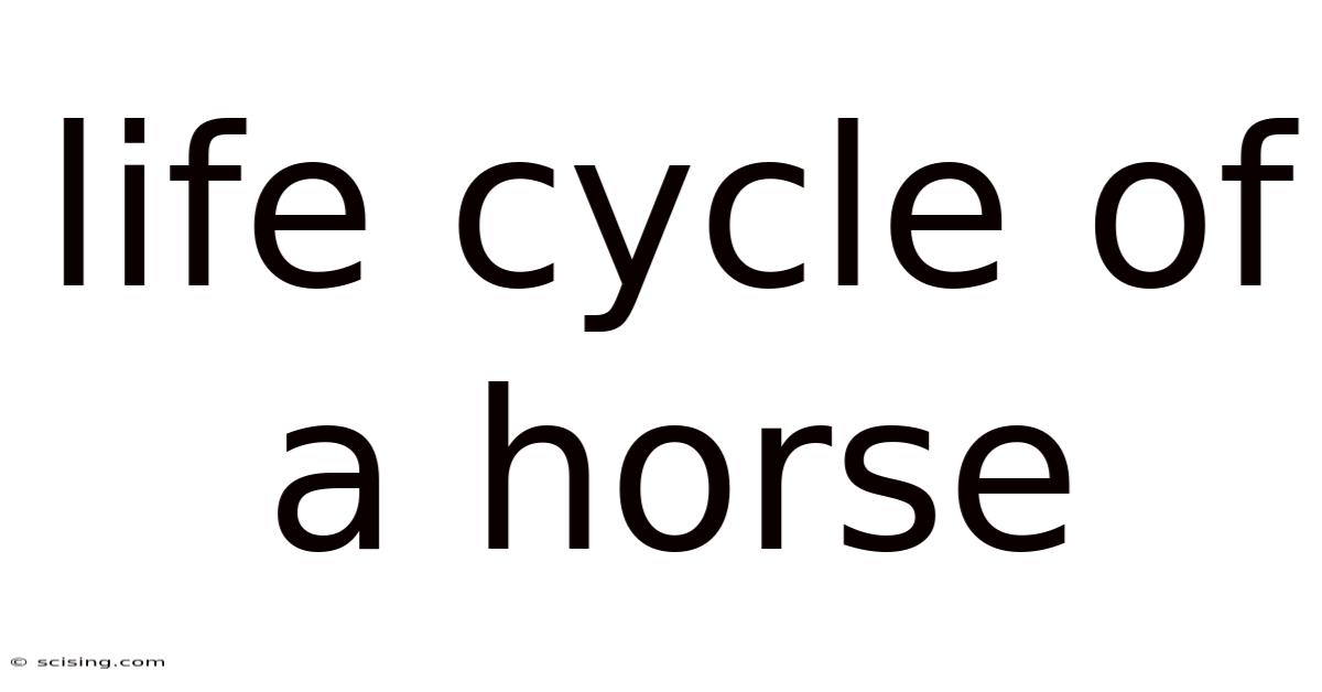 Life Cycle Of A Horse