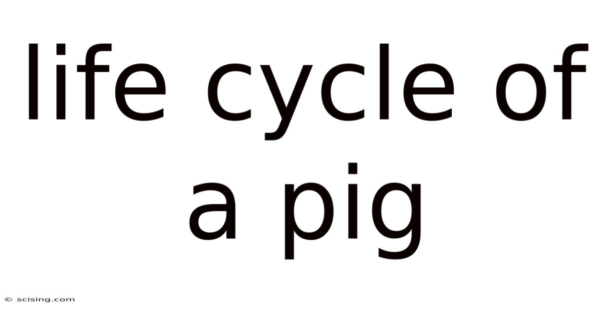 Life Cycle Of A Pig