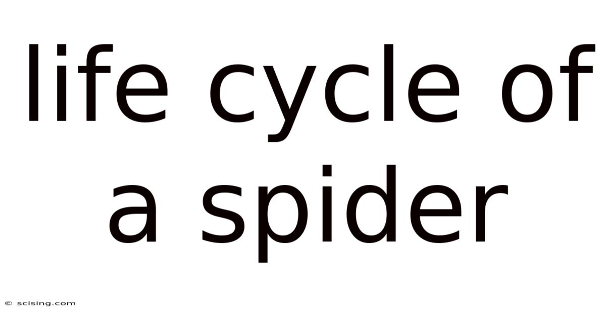 Life Cycle Of A Spider