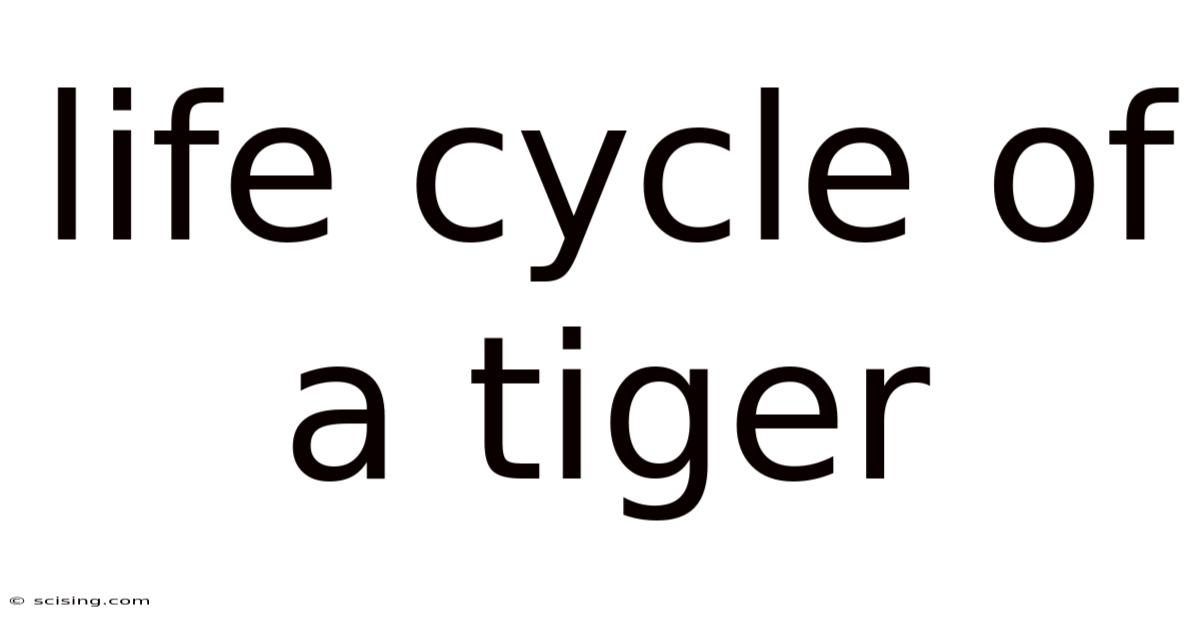 Life Cycle Of A Tiger