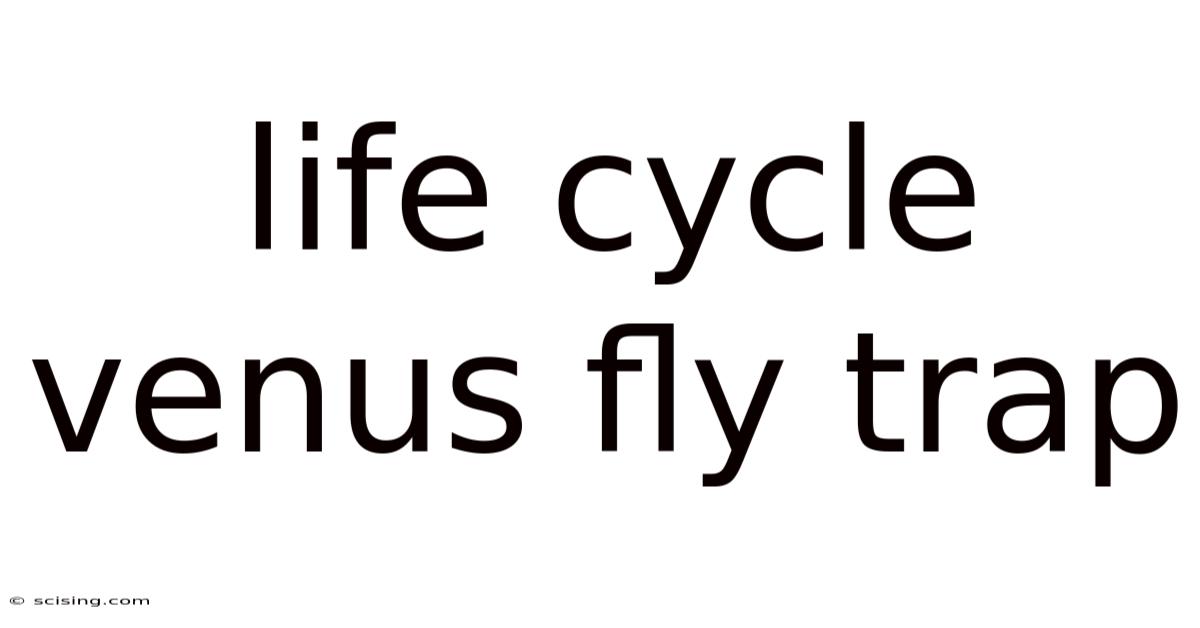 Life Cycle Venus Fly Trap