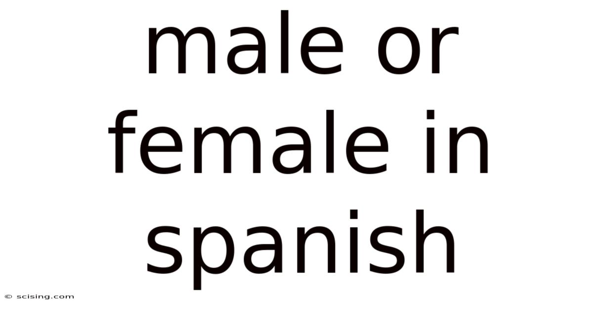 Male Or Female In Spanish
