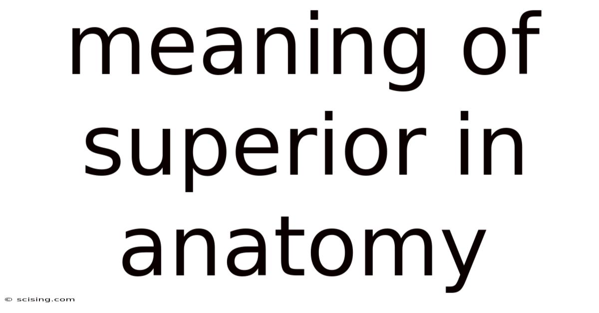 Meaning Of Superior In Anatomy