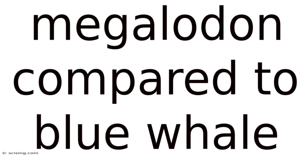 Megalodon Compared To Blue Whale