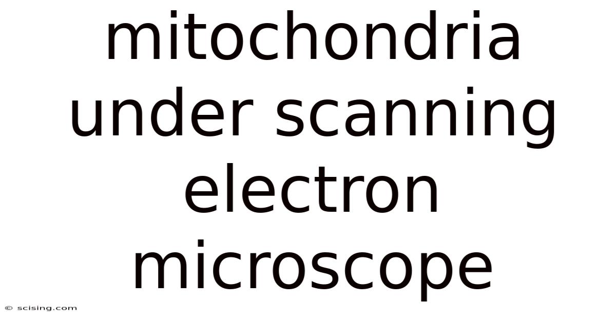 Mitochondria Under Scanning Electron Microscope