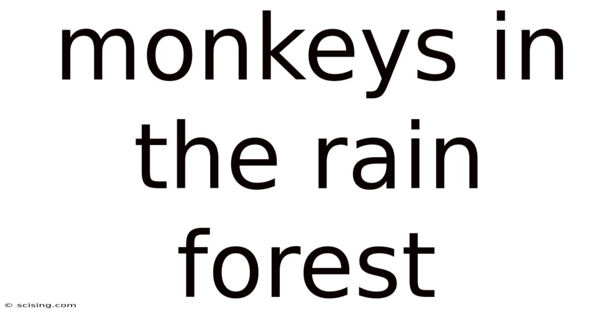 Monkeys In The Rain Forest