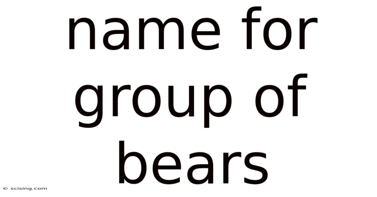 Name For Group Of Bears