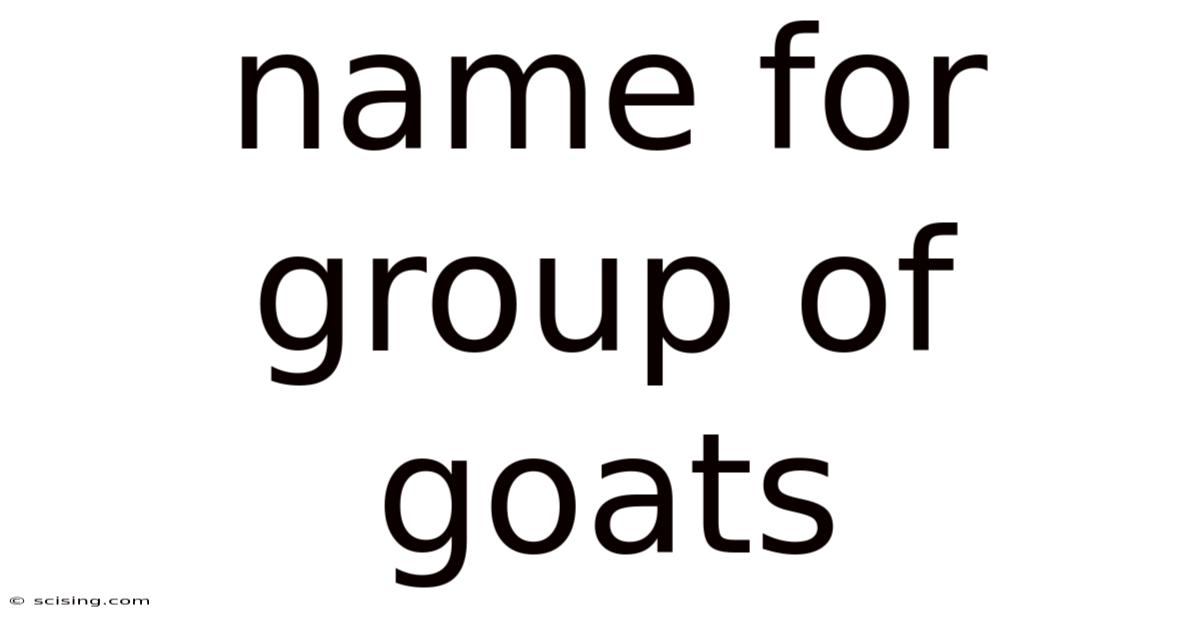Name For Group Of Goats