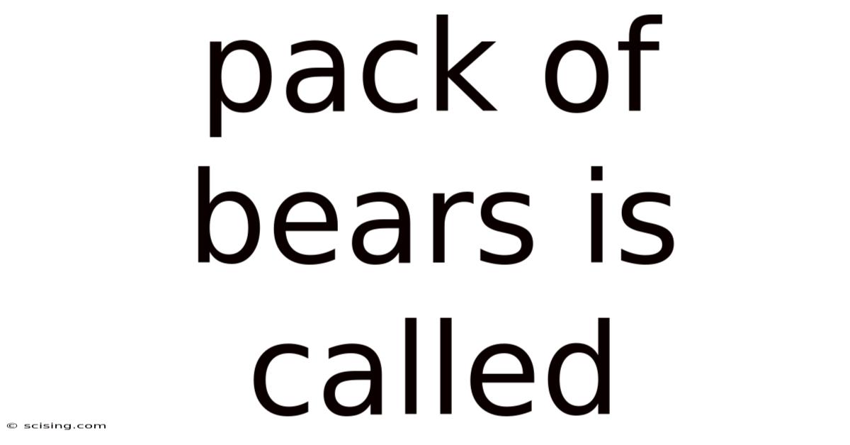 Pack Of Bears Is Called