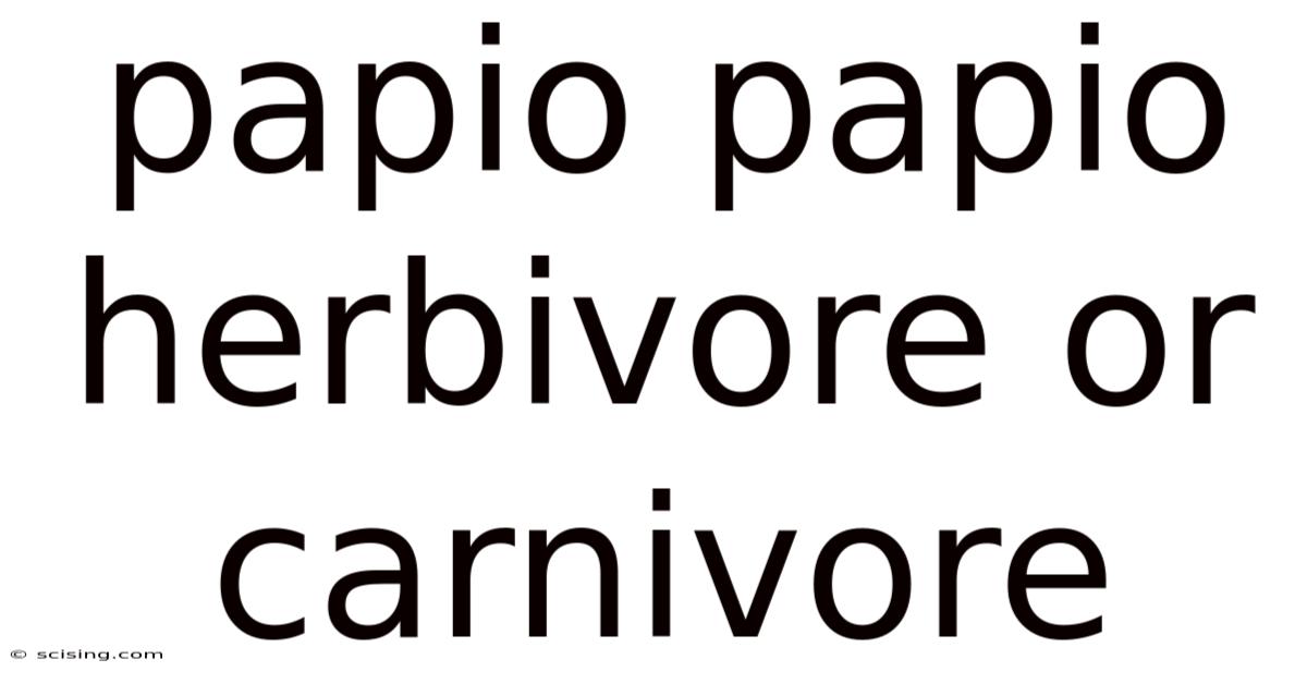 Papio Papio Herbivore Or Carnivore