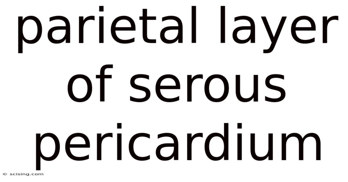 Parietal Layer Of Serous Pericardium