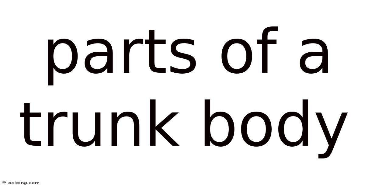 Tbody Runk Parts Of A Trunk Body