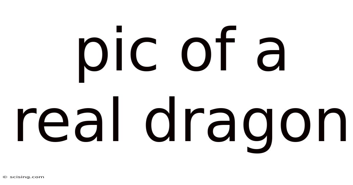 Pic Of A Real Dragon