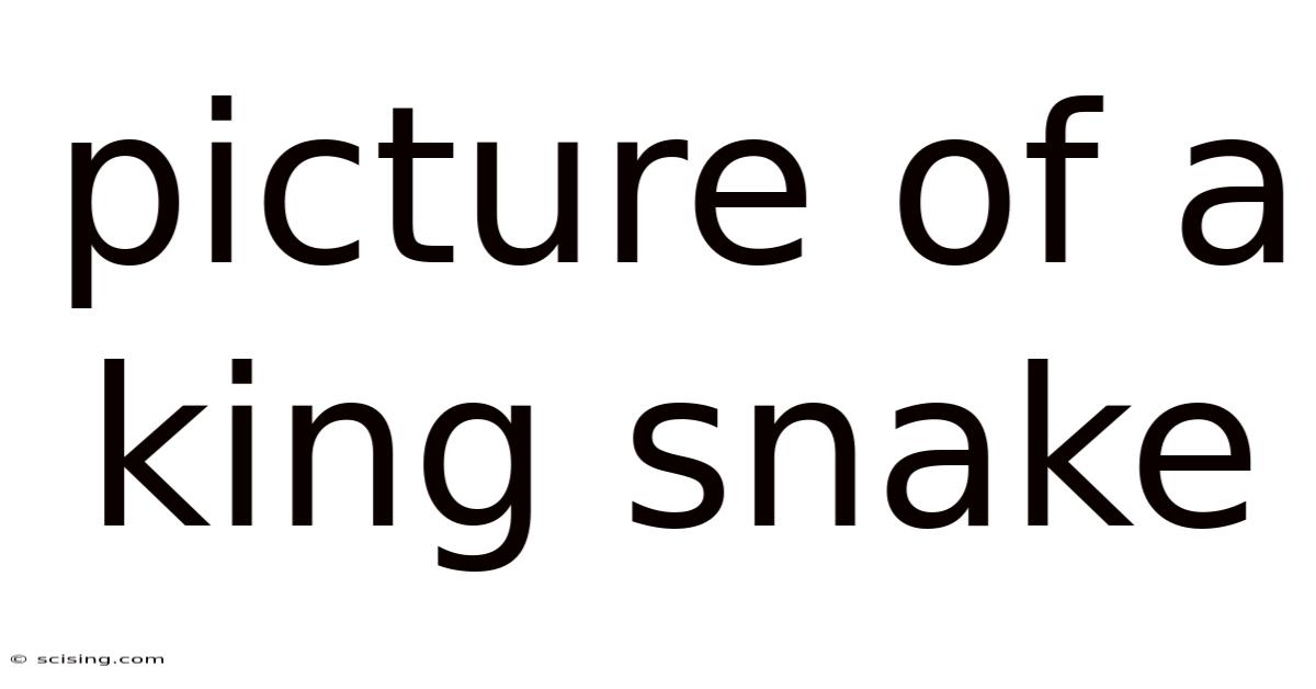 Picture Of A King Snake