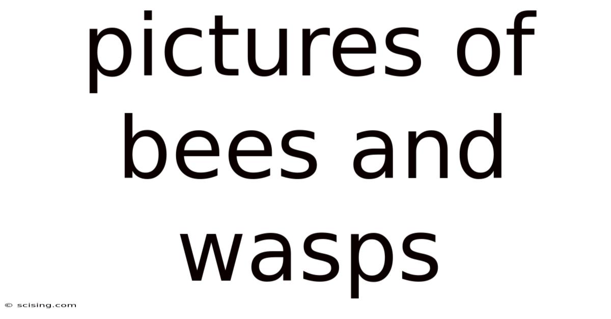 Pictures Of Bees And Wasps