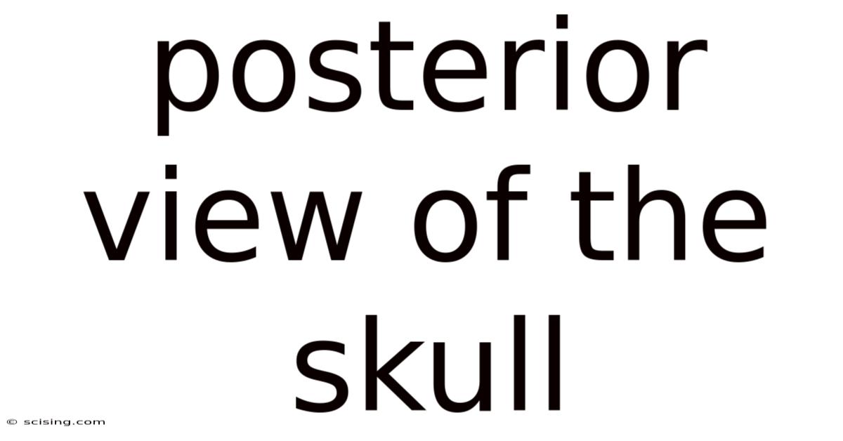 Posterior View Of The Skull