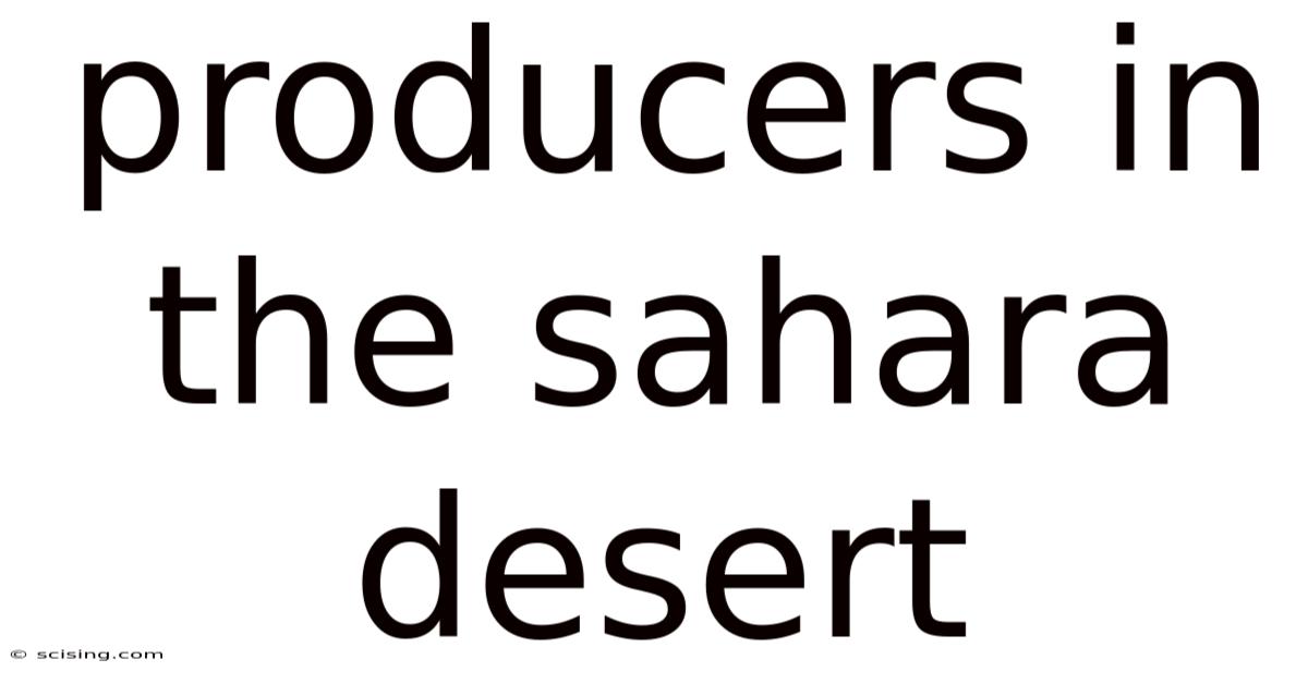 Producers In The Sahara Desert