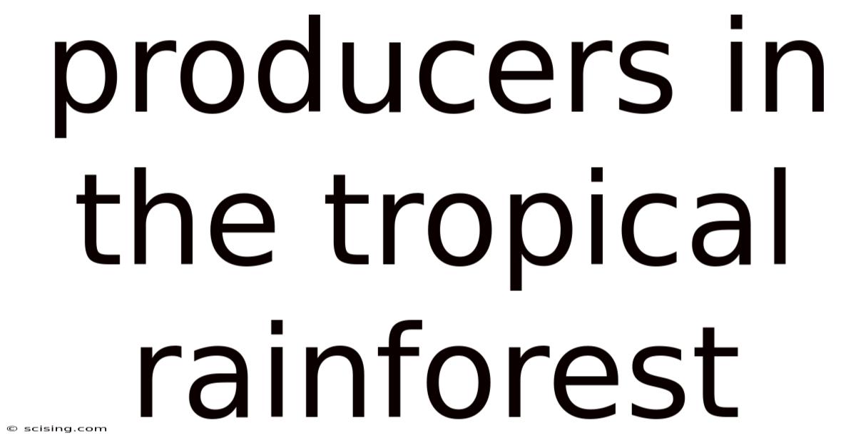 Producers In The Tropical Rainforest