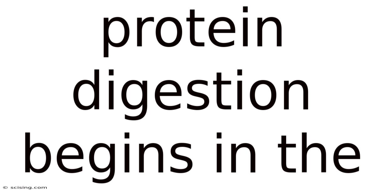 Protein Digestion Begins In The