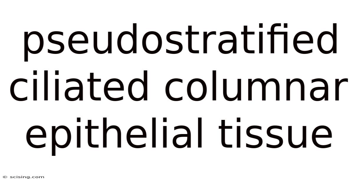 Pseudostratified Ciliated Columnar Epithelial Tissue