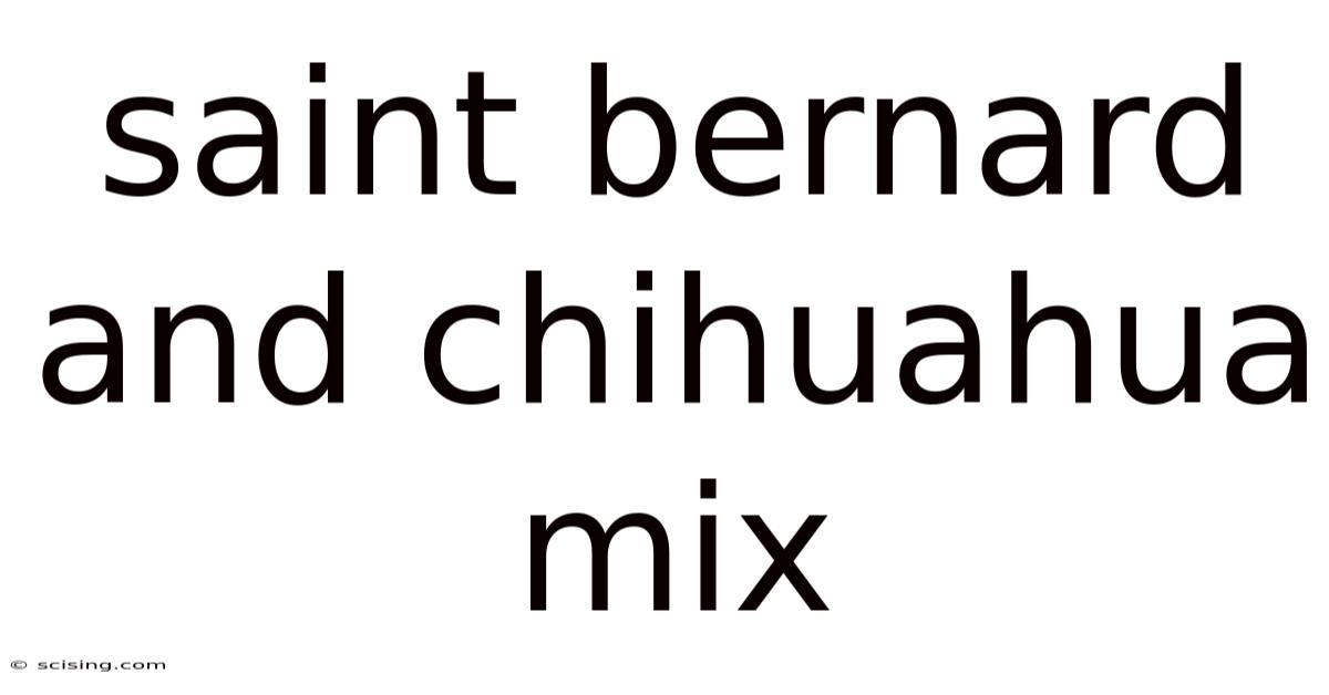 Saint Bernard And Chihuahua Mix