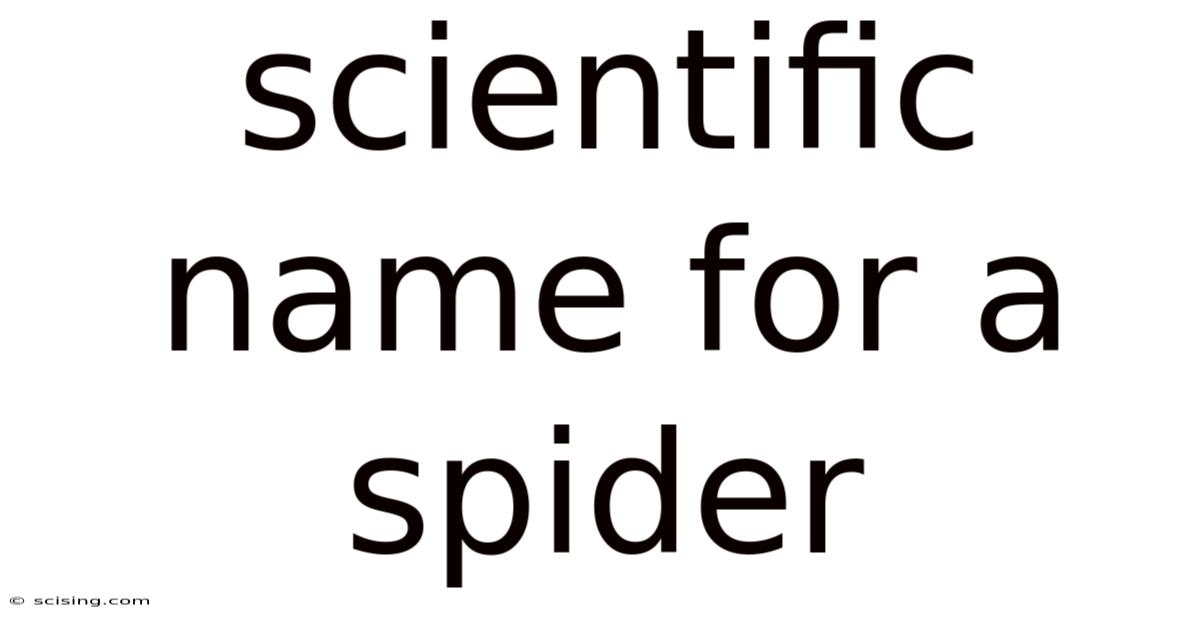 Scientific Name For A Spider