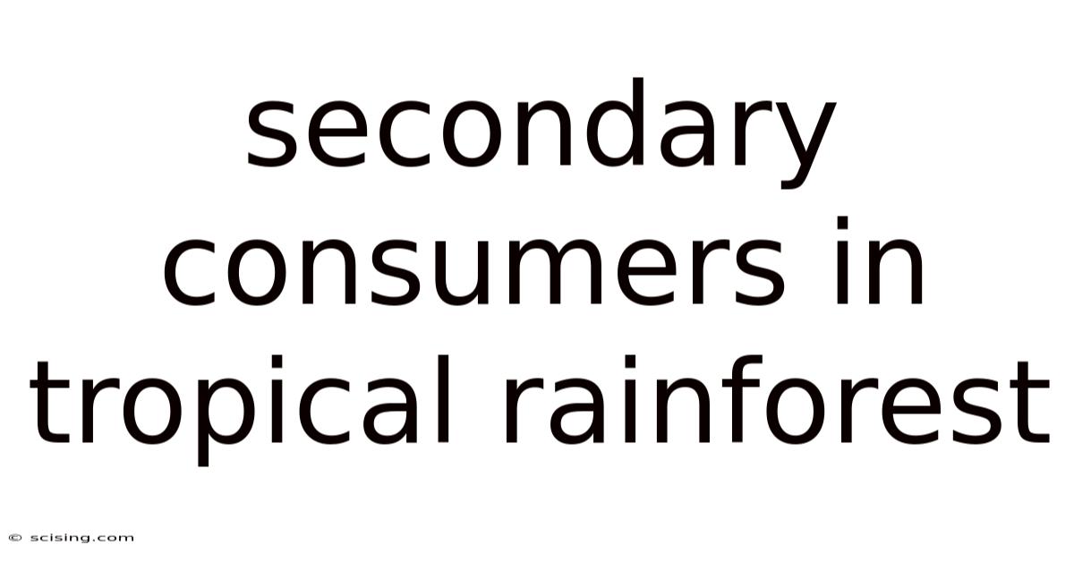 Secondary Consumers In Tropical Rainforest
