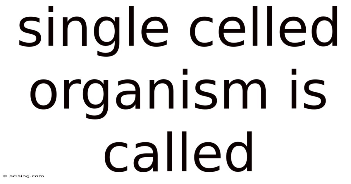 Single Celled Organism Is Called
