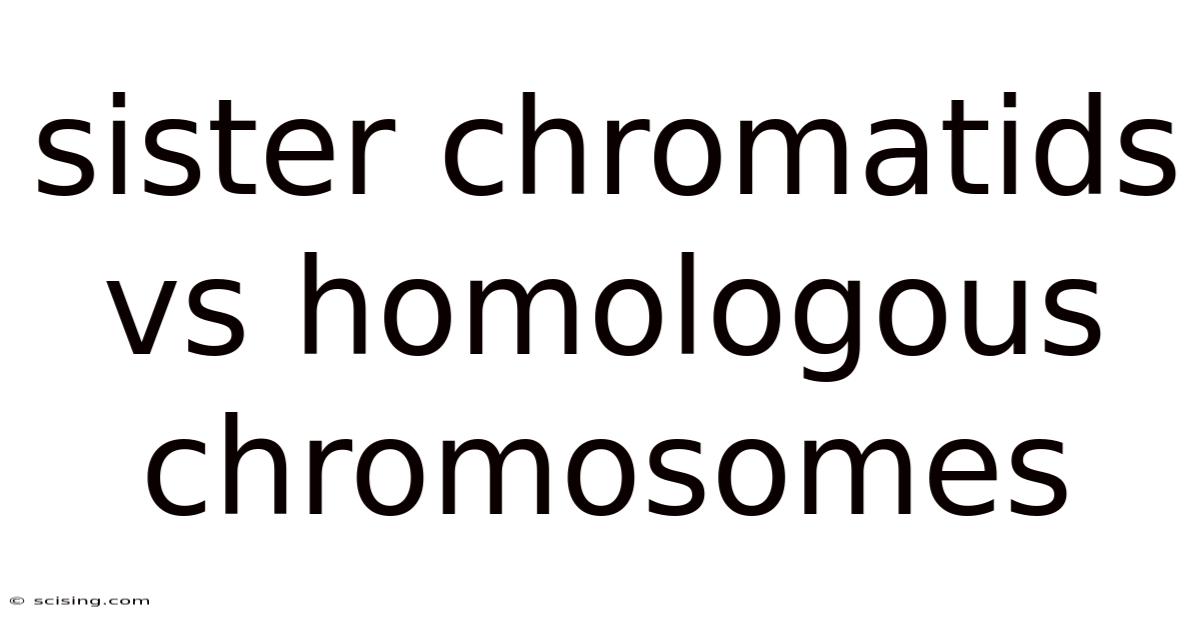 Sister Chromatids Vs Homologous Chromosomes
